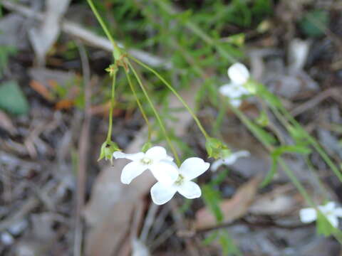 Sivun Leucopogon appressus R. Br. kuva