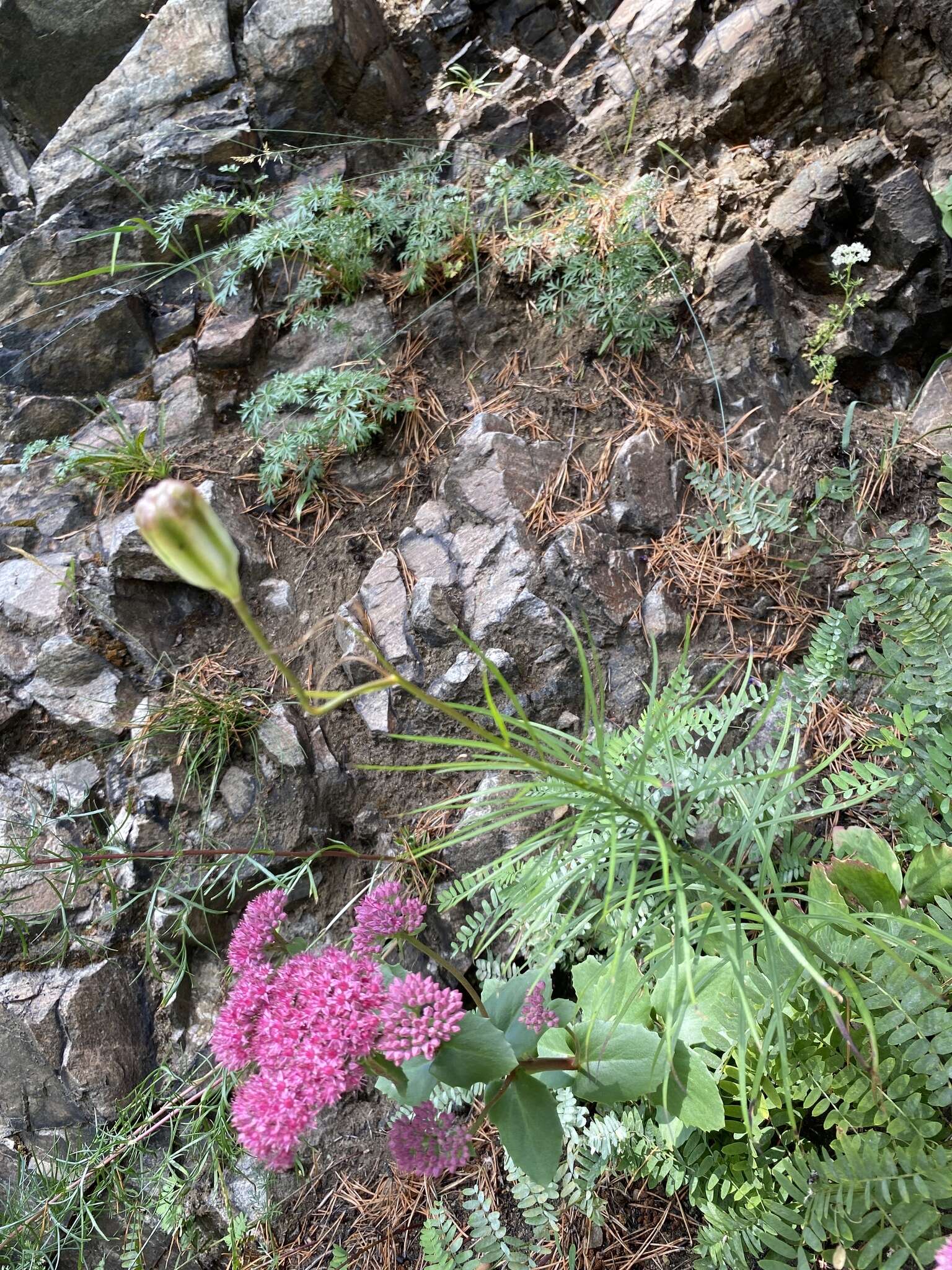 Image of Coral Lily