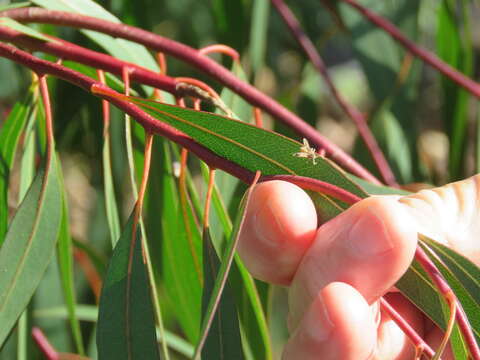 Image of Danepteryx robusta Doering 1940