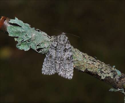 Image of Acronicta tristis Smith 1911