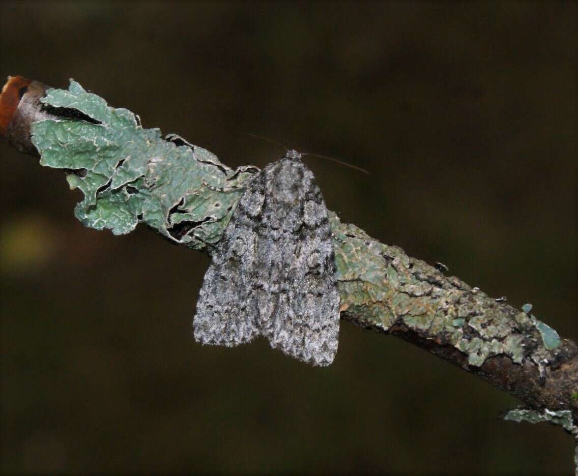 Image of Acronicta tristis Smith 1911