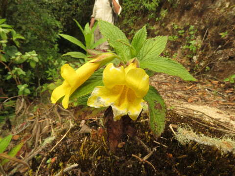 Image of Hemichaena fruticosa Benth.