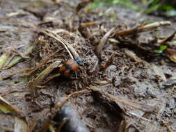 Image of Panagaeus (Panagaeus) cruxmajor (Linnaeus 1758)