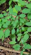 Image of common snowberry