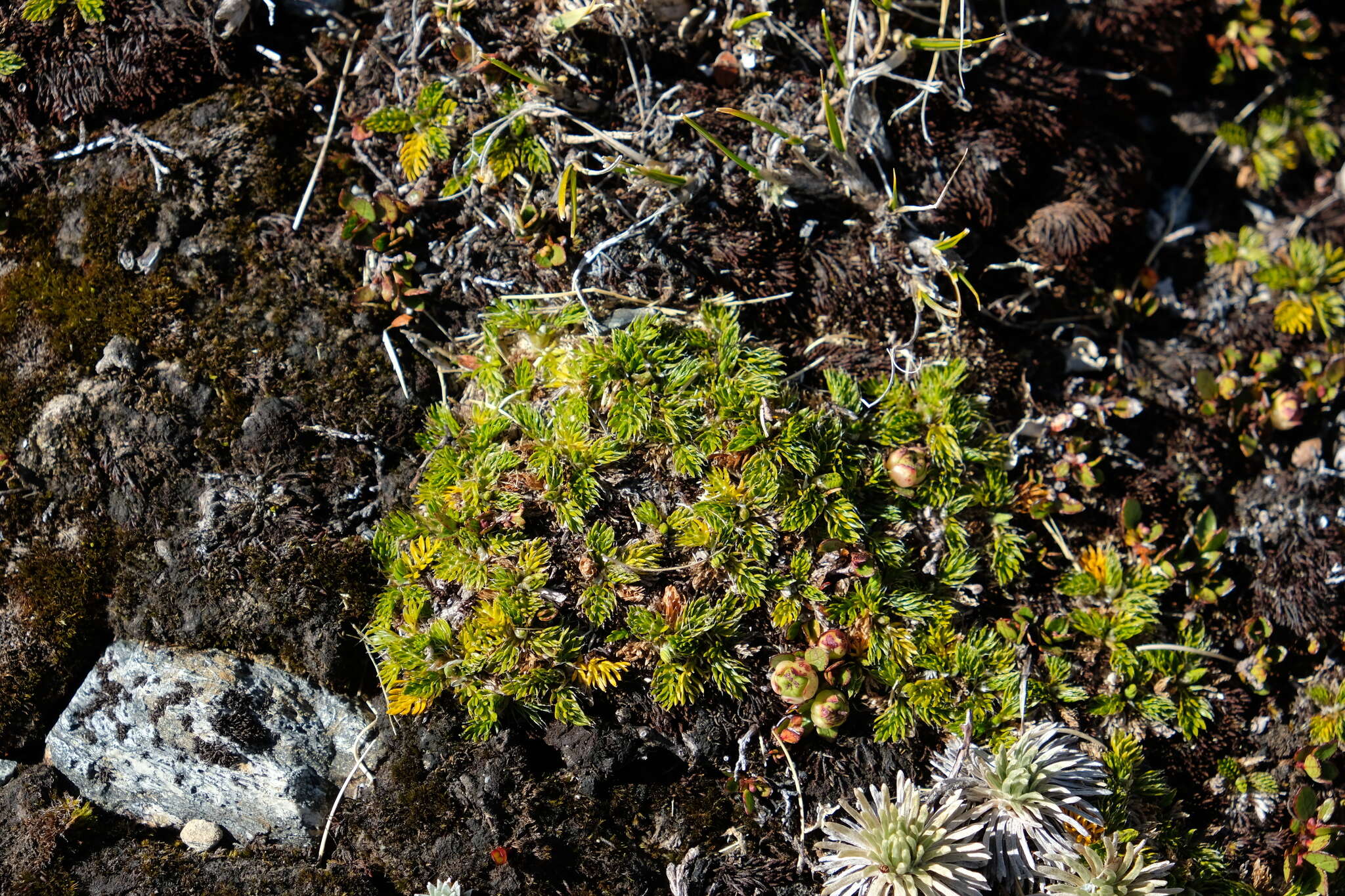 Image of Anisotome imbricata var. prostrata J. W. Dawson