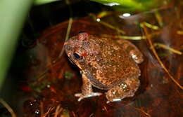 Image of Tandy's Sand Frog