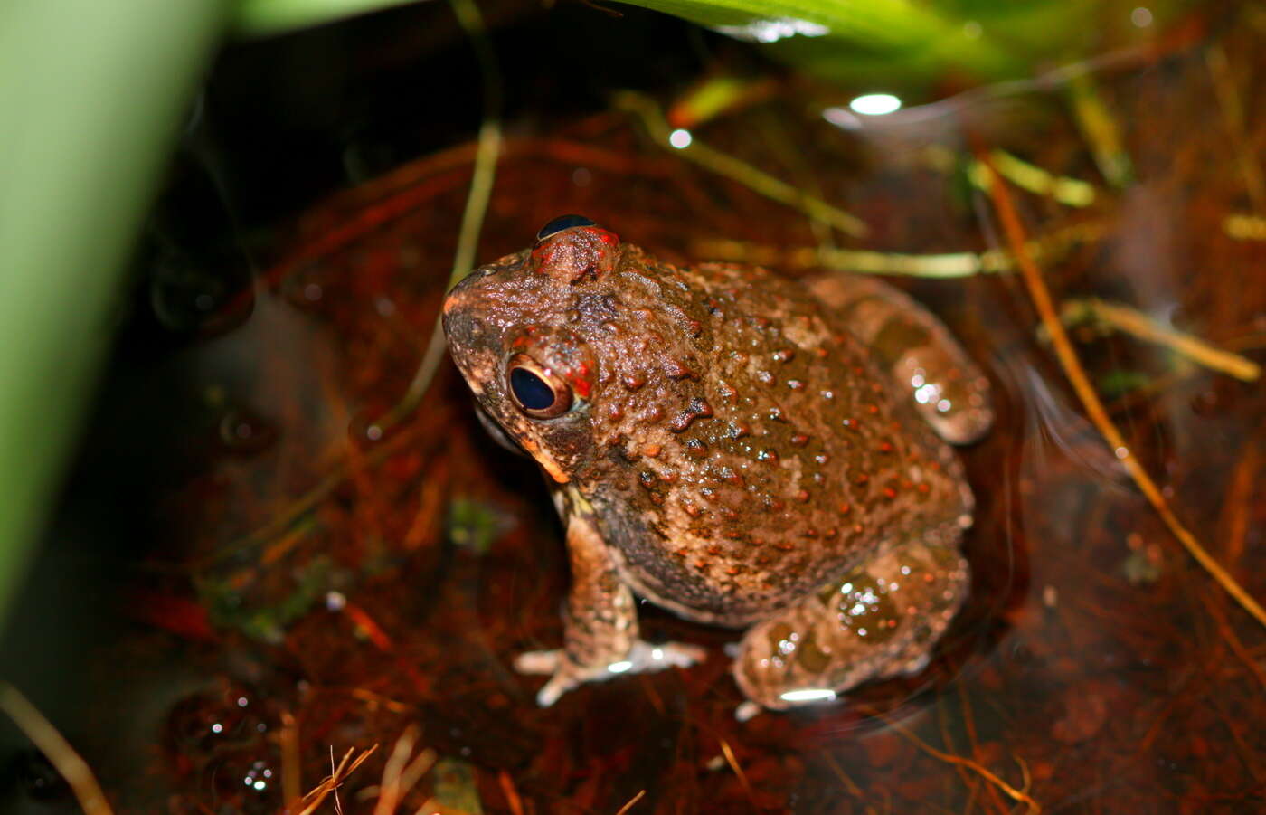 Tomopterna tandyi Channing & Bogart 1996的圖片