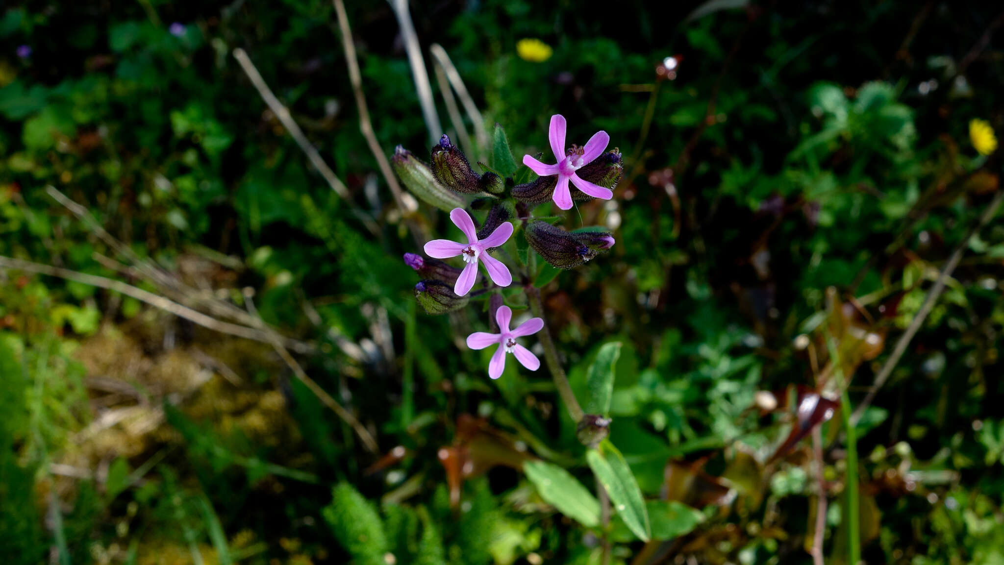 Imagem de Silene fuscata Brot.