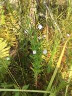 Image of Downy Willowherb