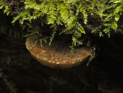 Image of Pluteus umbrosus (Pers.) P. Kumm. 1871