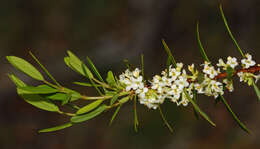 Image of Pimelea axiflora F. Müll.