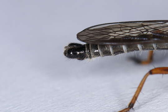 Image of Devon Red-legged Robber Fly