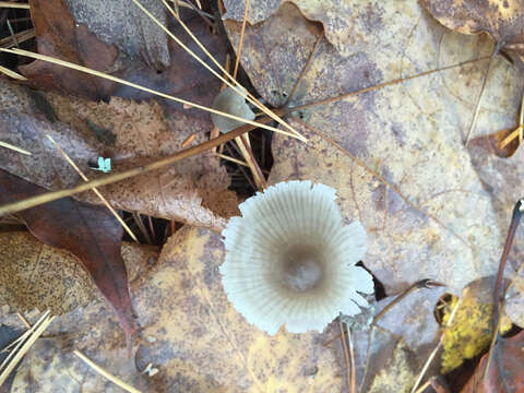 Image of Mycena murina (Murrill) Murrill 1916