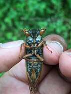 Image of Decula Periodical Cicada