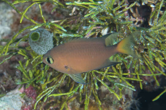 Image de Pycnochromis atripes (Fowler & Bean 1928)