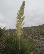 Image of Parry's beargrass