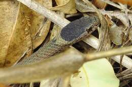 Image of Mustard-bellied Snake