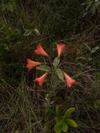 Image of Alstroemeria gardneri Baker