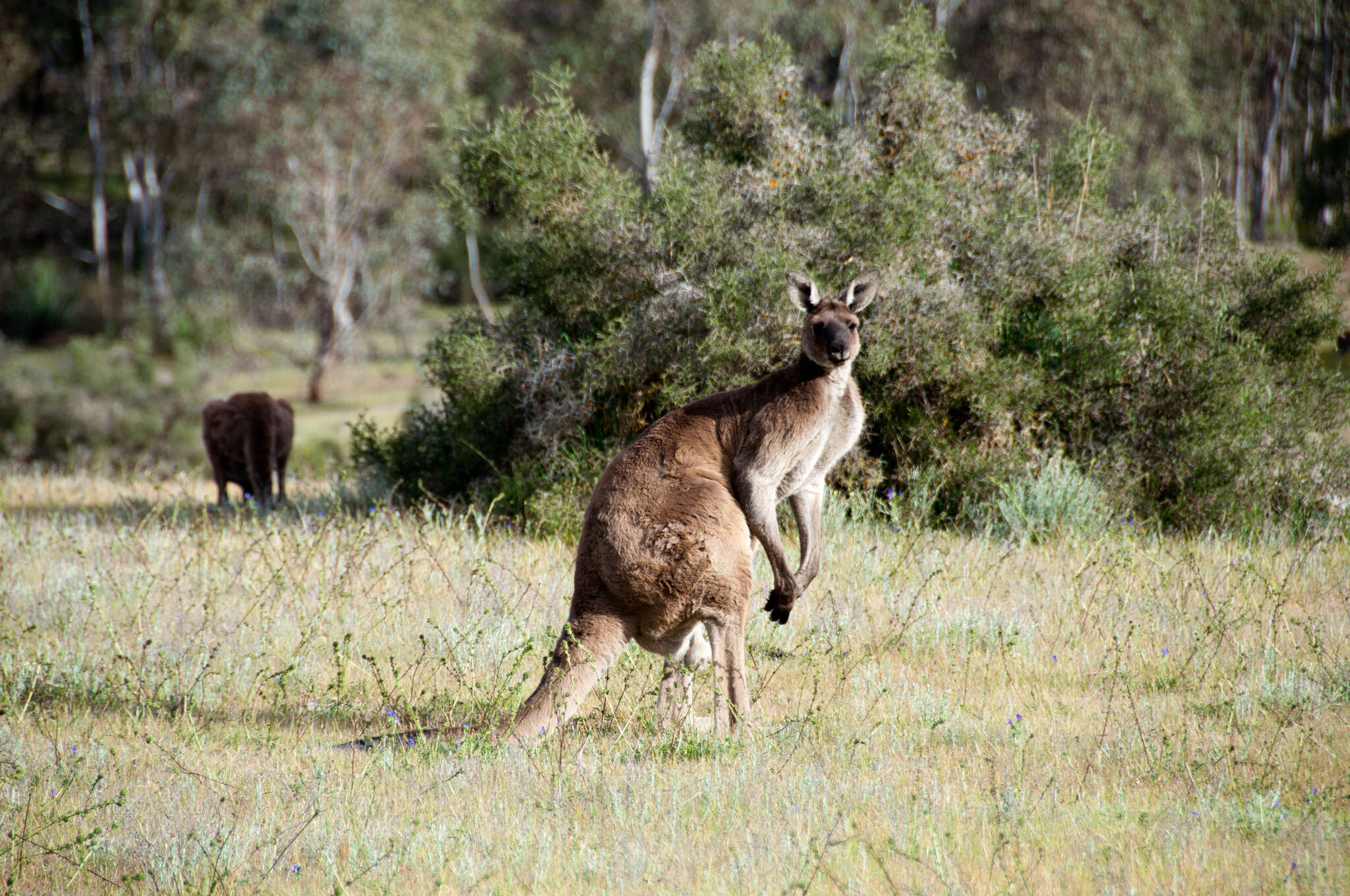 Macropus fuliginosus melanops Gould 1842 resmi