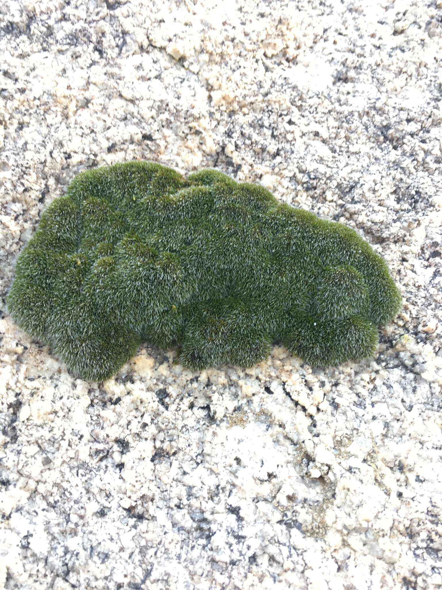 Image of oval dry rock moss