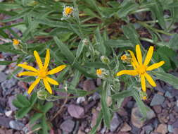 Senecio megacephalus Nutt.的圖片