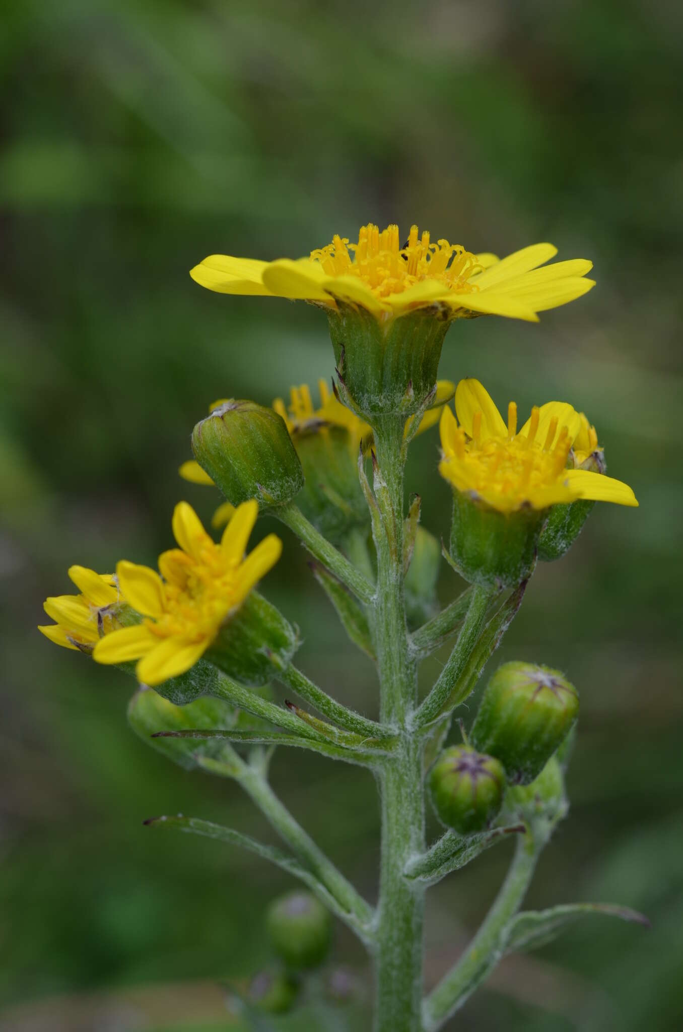 Image of Ligularia narynensis (C. G. A. Winkl.) O. Fedtsch. & B. Fedtsch.