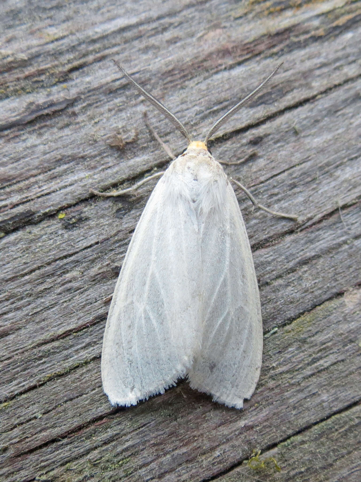 Image de Cycnia oregonensis Stretch 1874