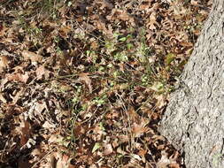 Image of Texas nightshade