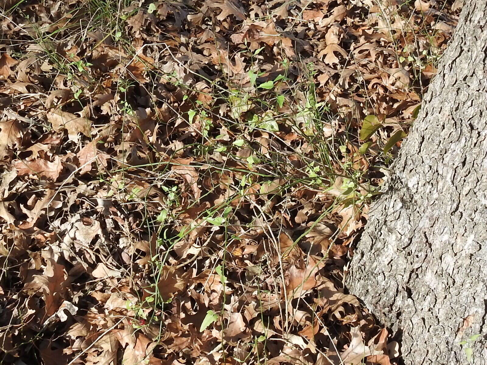 Image of Texas nightshade