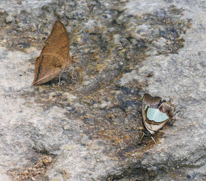 Imagem de Charaxes bernardus hierax Felder 1866