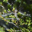 Sivun Leptotarsus (Macromastix) decoratus (Edwards 1923) kuva