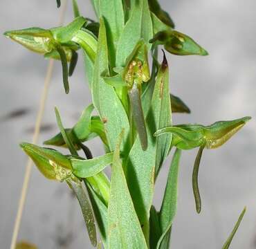 Слика од Habenaria anguiceps Bolus