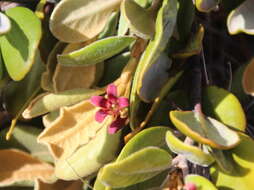 Image of Pittosporum serpentinum (de Lange) de Lange