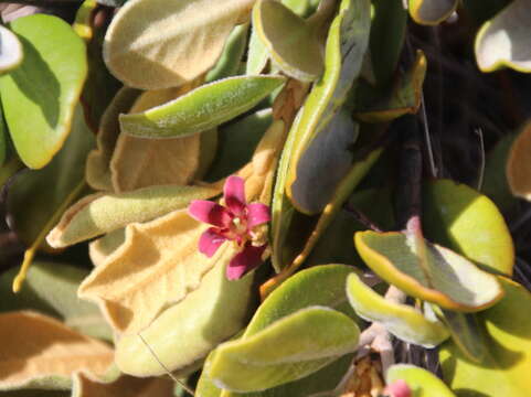 Pittosporum serpentinum (de Lange) de Lange的圖片