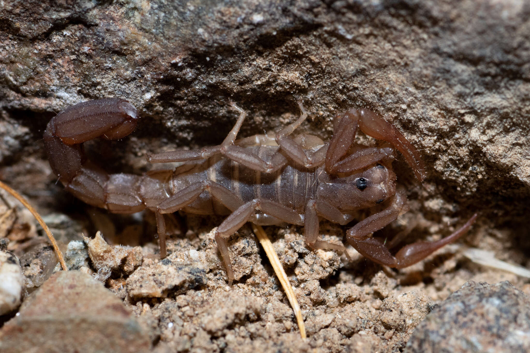 Image of Serradigitus gertschi (Williams 1968)