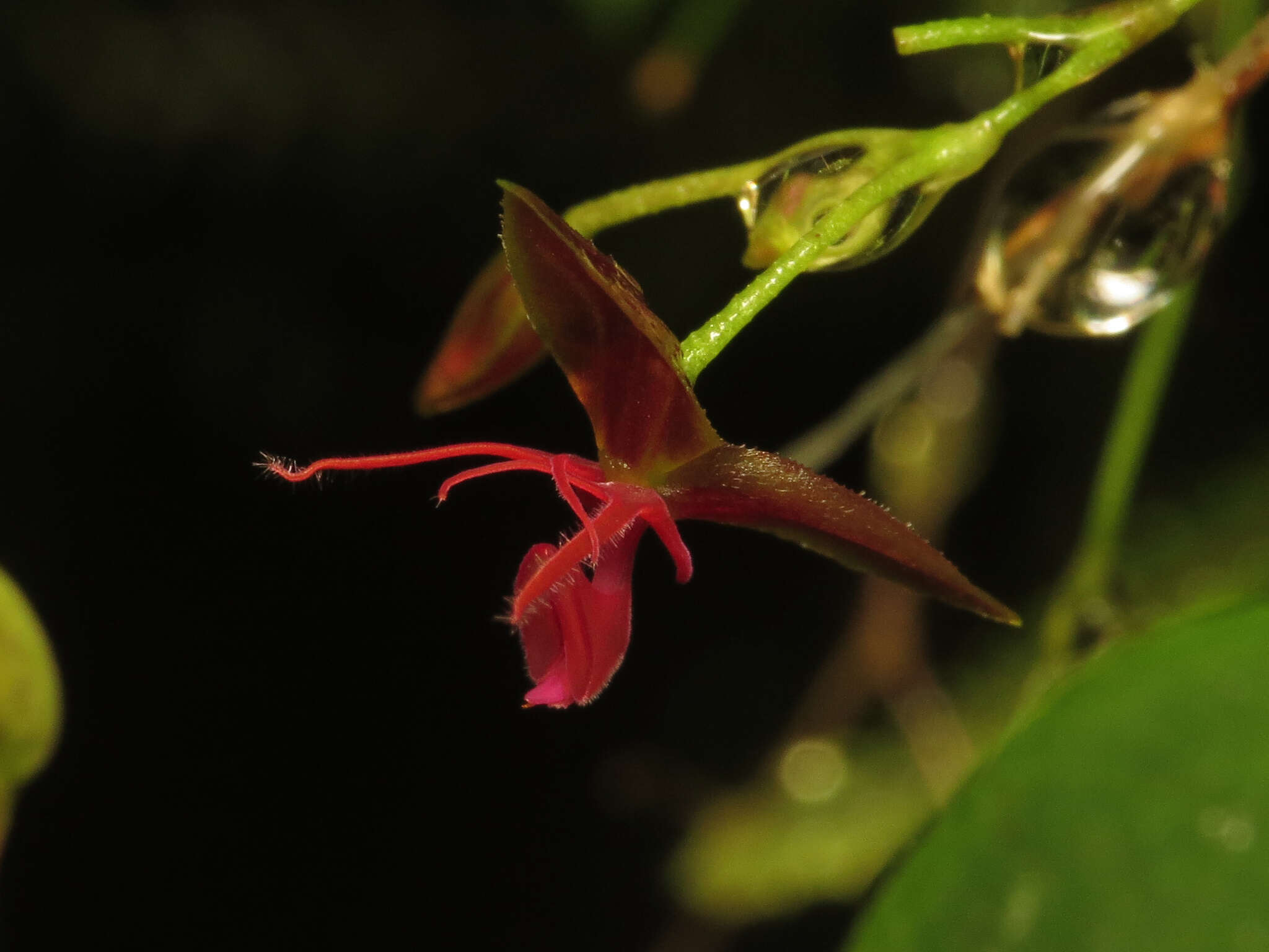 Image of Lepanthes trinaria Luer & R. Escobar