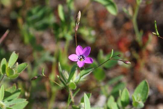 Image of Bridges' gilia