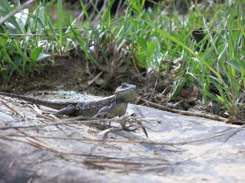 Image of Eastern Fence Lizard