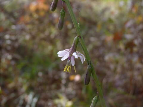 Image de Nabalus autumnalis (Walt.) Weakley