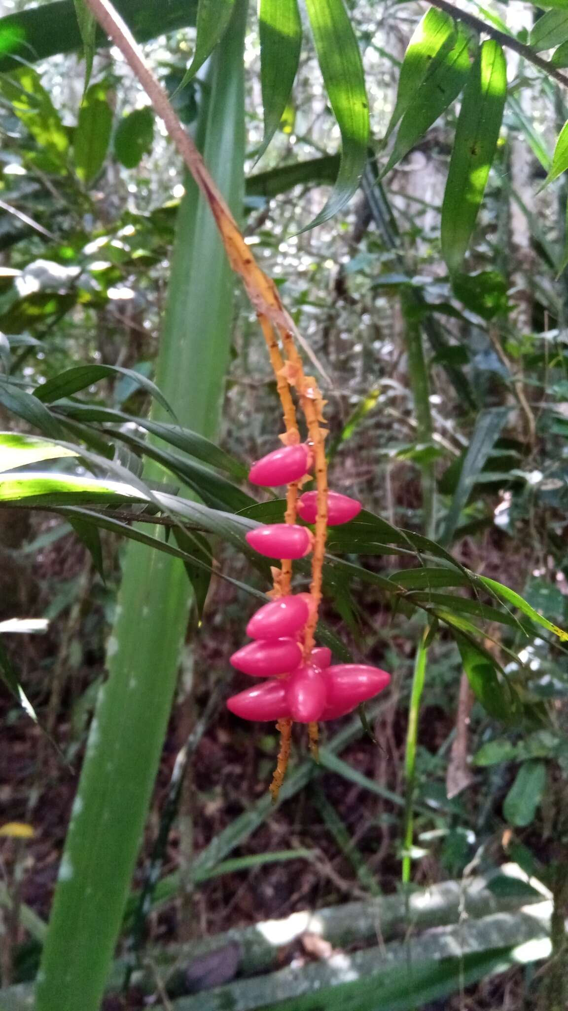 Image of Dypsis catatiana (Baill.) Beentje & J. Dransf.