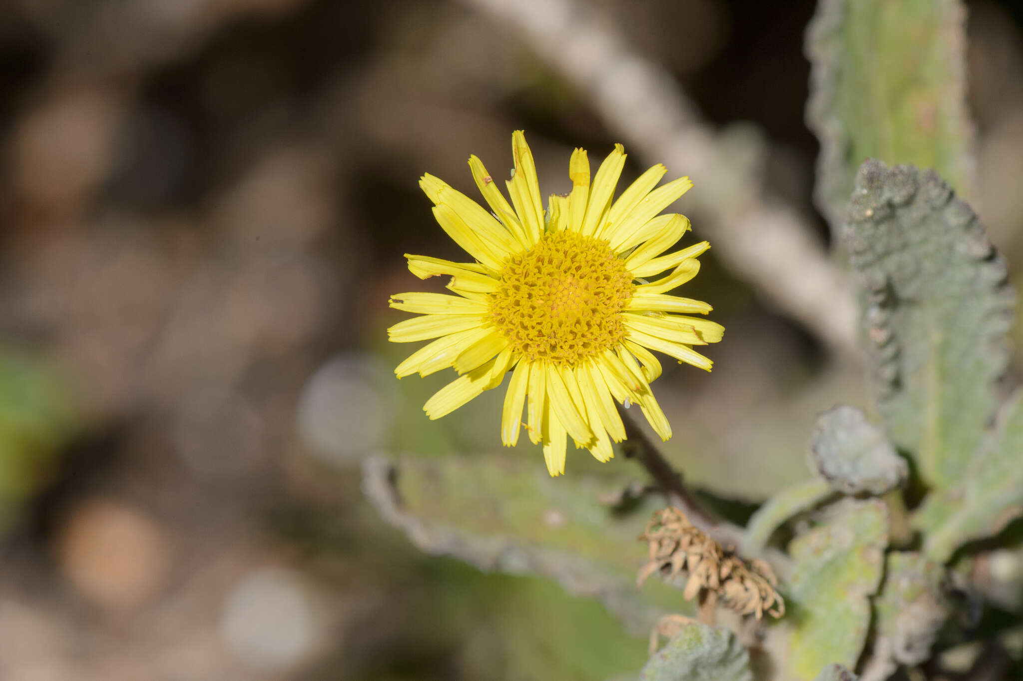 صورة Pulicaria lanata E. Gamal-Eldin