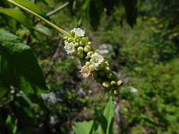 Image of black sage