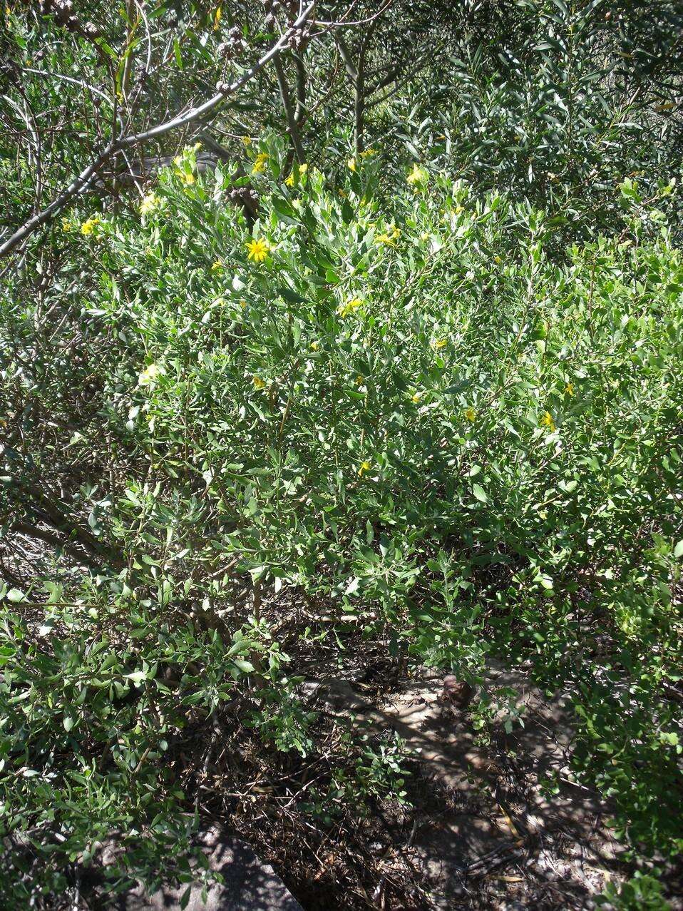 Image of Osteospermum moniliferum subsp. pisiferum (L.) J. C. Manning & Goldblatt