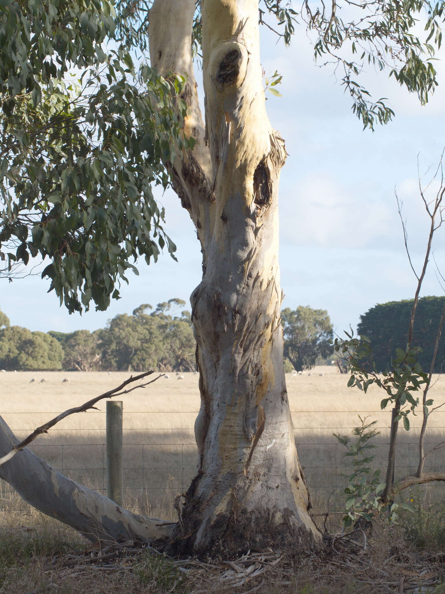 Plancia ëd Eucalyptus pauciflora subsp. pauciflora