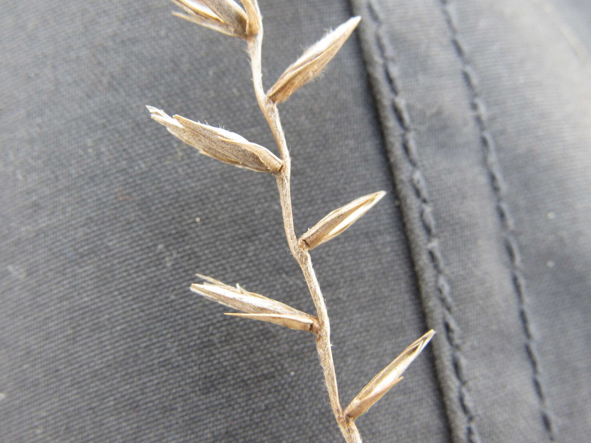 صورة Agropyron dasyanthum Ledeb.