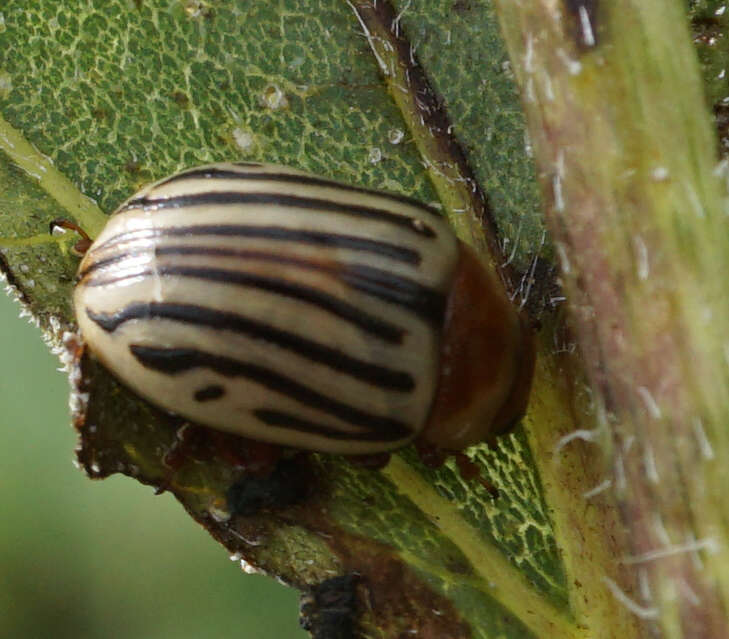 Image of Sunflower Beetle