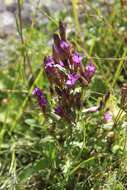 Image de Gentianella caucasea (Loddiges ex Sims) J. Holub