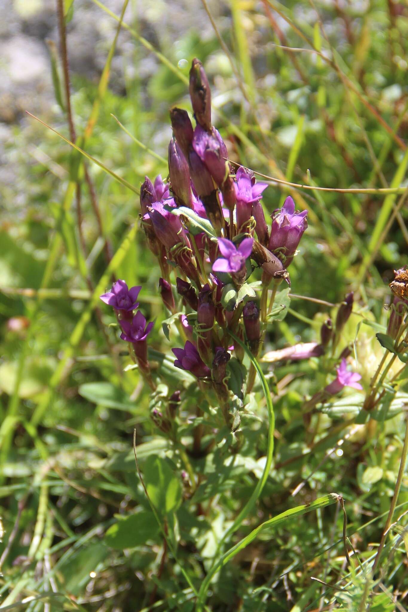 Image de Gentianella caucasea (Loddiges ex Sims) J. Holub