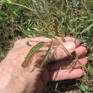 Image of Tropical Puff