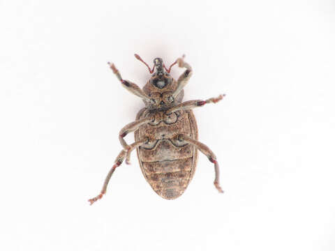 Image of Hypera striata Sturm 1826